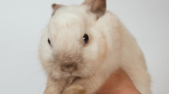 Close Up of a Small White Rabbit Being Held Against White Background