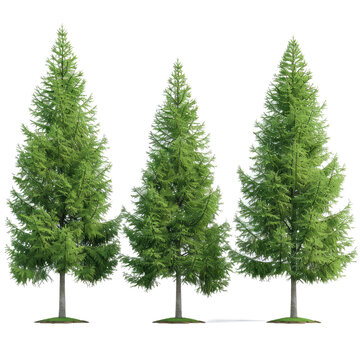 fir tree forest conifers, east american larch, hq arch viz cutout, 3d render plants with isolated on transparent background png