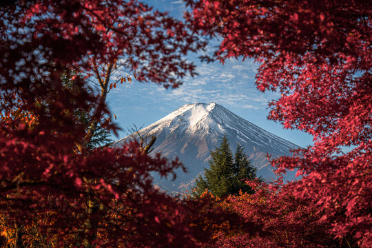 Mount Fuji peak framed by vibrant autumn momiji leaves