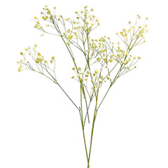 Obraz premium Beautiful colorful gypsophila flowers,Five yellow oncidium orchid also called dancing lady orchid blooms against on isolated on transparent, alpha background PNG file cut out