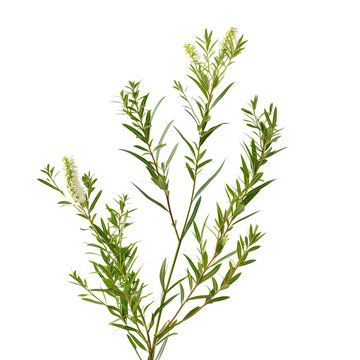 Melaleuca (Tea Tree) Isolated on isolated on transparent, alpha background PNG file cut out