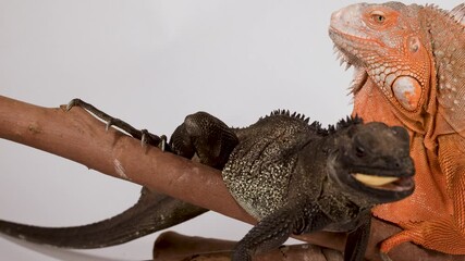 Black and Orange Iguanas Being Fed with Tweezers on a Branch