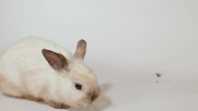 Small White and Brown Domestic Rabbit Sitting on White Background