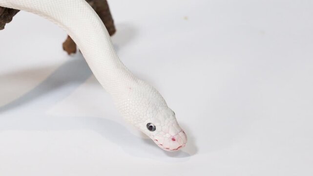 Albino White Snake Slithering From Wooden Branch Toward Camera