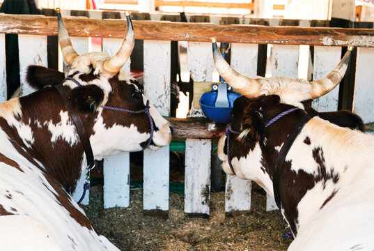 Brown and white cows with horns rest tied in a barn at a county fair