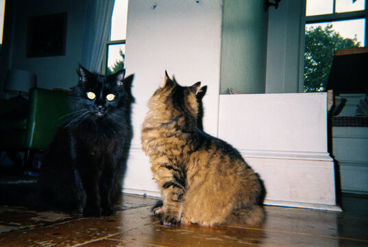 Direct Flash Portrait of Two Cats at Home