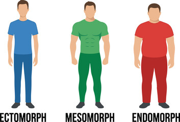 Set of three male body types illustrating ectomorph, mesomorph, and endomorph physiques with text labels, vector illustration isolated on white.