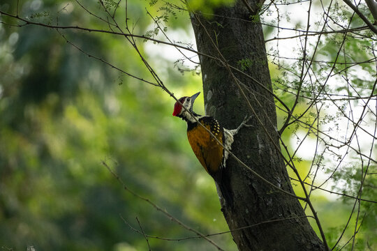 A male black-rumped flameback (Dinopium benghalense)