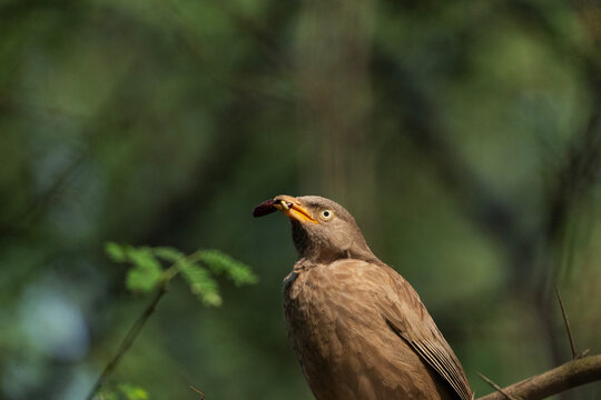 Jungle Babbler (Turdoides striata) with its pary at its beak 