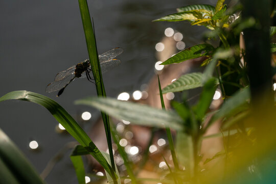 Dragonfly perched on some grass near water, featuring a bokeh
