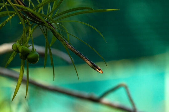 Common Bronzeback Tree Snake (Dendrelaphis tristis).