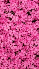 Close-up Top View Dense Cluster Pink Flowers.