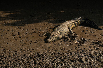 large crocodile, likely a Nile crocodile or a similar species,resting.