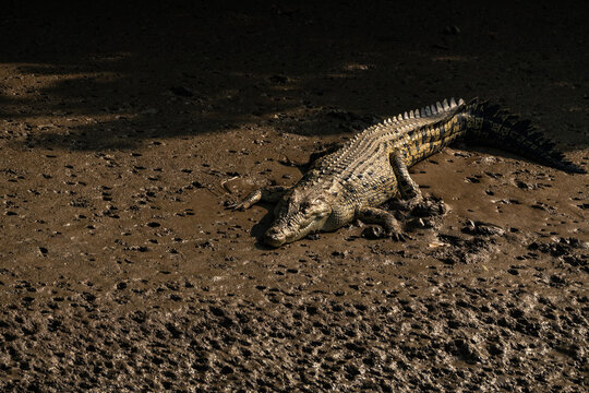large crocodile, likely a Nile crocodile or a similar species,resting.