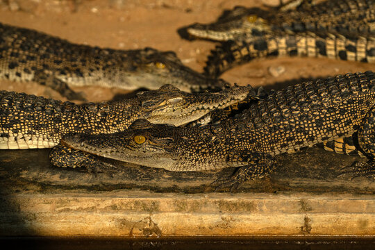 several juvenile saltwater crocodiles (Crocodylus porosus) taking rest