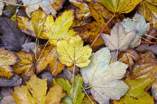 Yellow acer leaves in a garden