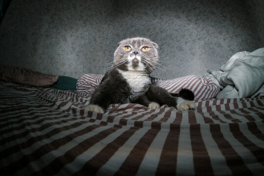 Curious cat on the bed at night