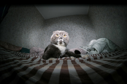 Curious cat on the bed at night