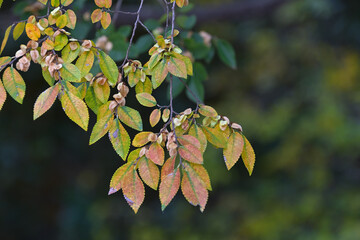 葉っぱが枯れ始めた枝に翼のような果実を沢山つけたアキニレ