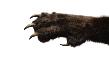 Bear paw with sharp claws, showing animal power, fur texture, and predator strength on transparent background