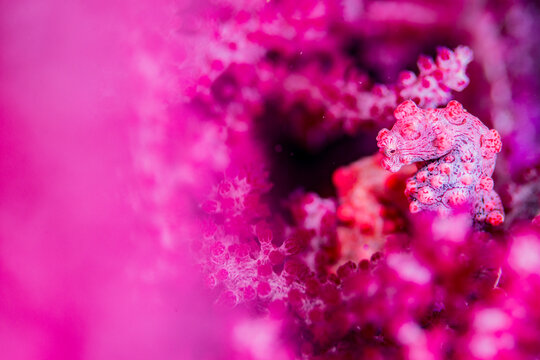 Pygmy seahorse