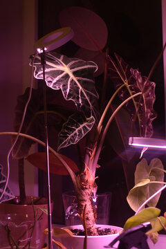 Indoor plant thriving under purple grow lights