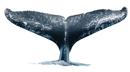 Humpback whale fluke diving, showing tail above ocean surface with isolated transparent background