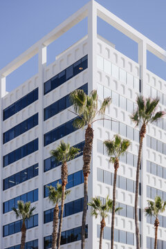 Modern Office Building With Palm Trees in Bright Sunlight