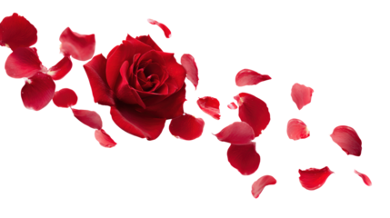 Beautiful red rose with petals arrangement for romantic and elegant floral design