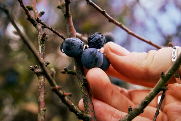 Picking a sloe from the tree