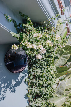 Beautiful Green Wall Adorned With White Flowers and a Round Mirror