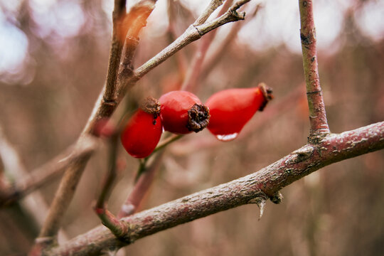 Rosehip with drops of water