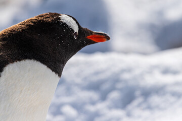 Close-up of a Gentoo Penguin -Pygoscelis papua- walking in a snowy landscape of Trinity Island, on the Antarctic Peninsula