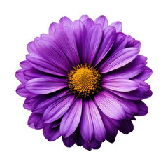 Close-up of a vibrant purple flower on black