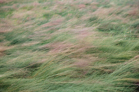 Wind Sways Tall Grass in a Serene Field During Golden Hour