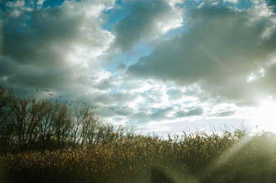 flock of geese and sun flare