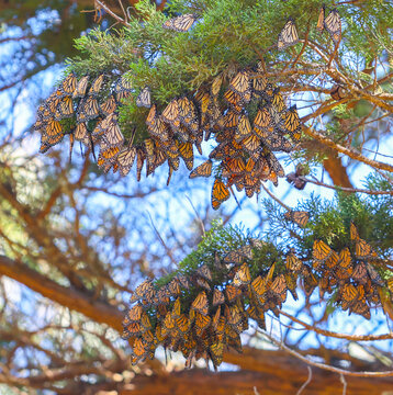 Monarch Cluster