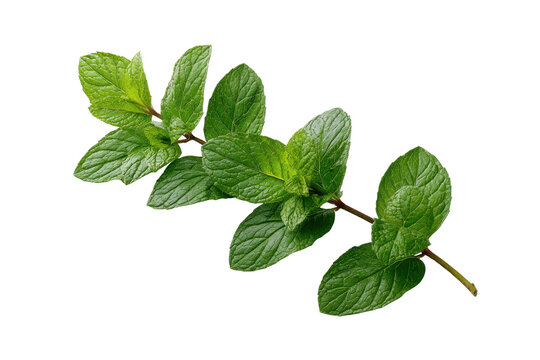 Fresh green mint sprigs with detailed leaves on black background herb leaf