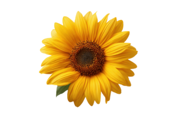 Bright yellow sunflower bloom with dark brown center on black background blossom