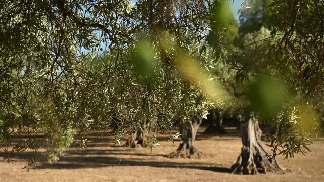 Olive tree branches gently moving in the wind in the Italian countryside. Natural light highlights the green olive leaves, creating a calm and authentic Mediterranean atmosphere. Ideal for concepts re