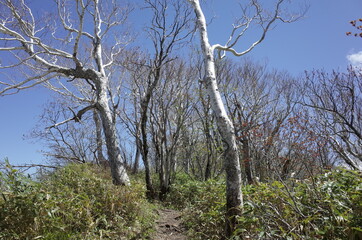 Fototapeta premium Mt.Soranuma in spring