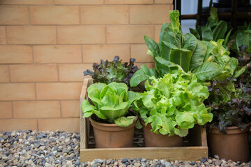 organic lettuce in terracotta pots and a rustic wooden caddy on a pebble garden floor. Perfect for healthy lifestyle, home gardening, and sustainable urban farming concepts