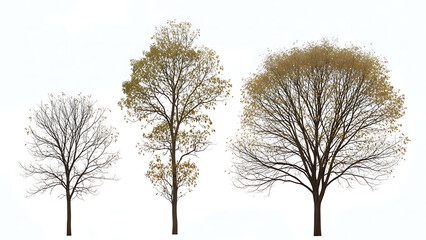 Three trees with bare branches and sparse autumn leaves