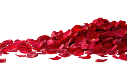 Scattered dark red rose petals on transparent backdrop for valentines day decoration