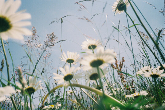 Daisies Blooming Under a Clear Sky in a Peaceful Meadow