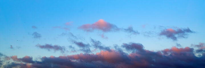 Flock of birds flying in evening sky with soft sunset clouds and blue background