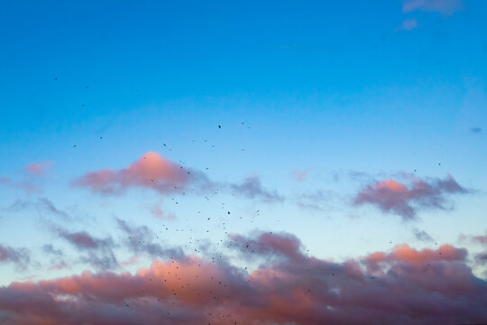 Flock of birds flying in evening sky with soft sunset clouds and blue background - Powered by Adobe
