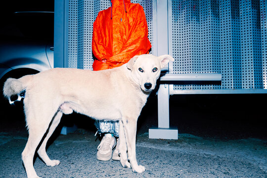 Night Walk with Dog