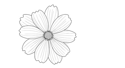Fototapeta premium Black and white line drawing of a cosmos flower showcasing its symmetrical petals and central disk in botanical style.