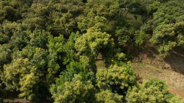 Smooth aerial drone flight glides above dense avocado trees in a thriving green orchard.